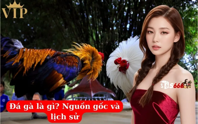 Đá gà là gì Nguồn gốc và lịch sử