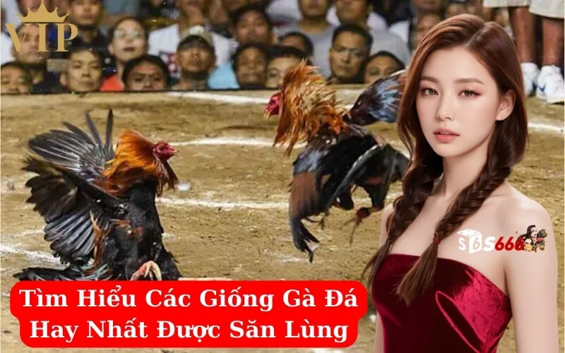 Tìm Hiểu Các Giống Gà Đá Hay Nhất Được Săn Lùng